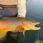 Addison Dove - @foureyed_ichthyologist - Instagram