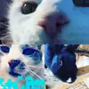 addison.doyle - @addisonwithpets508 - TikTok