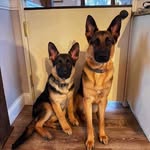 Addison and Duke - @addison_n_duke - Instagram