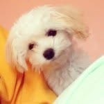 Addison~Farmer🐶 - @addison_the_maltipoo_ - Instagram
