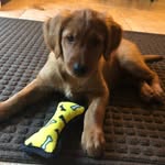 Finley🐾 - @finley_of_addison - Instagram