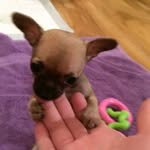 Trinket addison garrison - @trinket_addison1 - Instagram