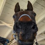 Addison Gibson - @woahaddiwoah - Instagram