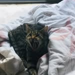 Addison Gore - @hazelthecatgore - Instagram