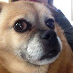 Addison Griffith - @my_pets_4_eva - Instagram