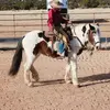 Addison Griffith - @addisong.equine - TikTok