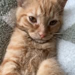 Addison haas - @haas.addison - Instagram