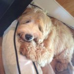 Addie🐶🙈 - @addisonhagan - Instagram