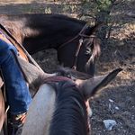 Addison Hansen - @horsesandhumanproblems - Instagram