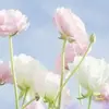addisonhansen_13 - @addisonhansen_13 - TikTok
