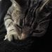 Addison Harvey - Facebook
