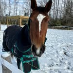 Addison Sheehan - @_equine_addison_ - Instagram