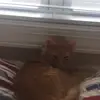 addisonsheehan - @addisonsheehan - TikTok
