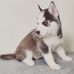Addison Shepherd - Facebook