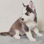 Addison Shepherd - @maxithefloridianhusky - Instagram