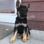 Addison the German Shepherd - @addison.shepherd - Instagram