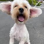 Addison Short - @madi_the_puppy - Instagram
