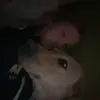 Addy - @smartaddison0 - TikTok