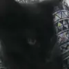 Addison snell - @san585077 - TikTok