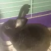 Addison Sutton - @cassthepetlover - TikTok