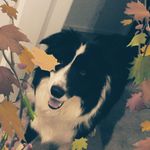 Addison Todd - @addi_todd - Instagram