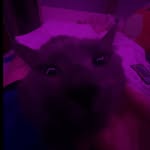 Addison Toth - @snoopysoupy - Instagram