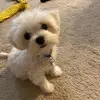 Mikko - @addisontran0 - TikTok