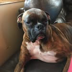 Addison - @addisonwainwright - Instagram