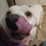 Loni Addison Wainwright - @blackheaded_bitch - Instagram