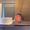 addisonwaltontay - @addisonwaltontay - TikTok