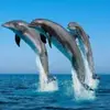 addison warner - @addison.warner8 - TikTok