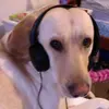 Josie Bell - @addison_wolfo - TikTok