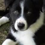 Dog - @addy_alexander - Instagram