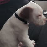 Addison🐶 - @addy_blue - Instagram