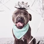 Addy - @addy_bluestaffy - Instagram