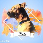 Addy Jackson - @addysfurryfriends - Instagram