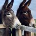Adele Farquharson - Facebook