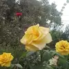 adesalazar - @barillasmejilla - TikTok