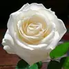❤️Veer love ❤️ - @adeelashraf8957 - TikTok