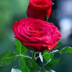 Adeel Iqbal - Facebook
