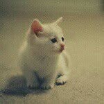 @adel_alotibi511 - Instagram