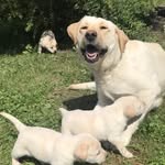 Adel - @adel.best_dog - Instagram