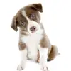 LOVELYPUPPY - @adelaidecrawford2005 - TikTok