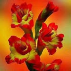 Adel Frank - Facebook