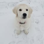 Adel - @adel_golden_ritriever - Instagram