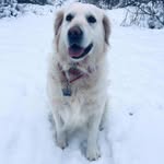 Adel - @adel_goldenretriever_ - Instagram