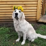 adel_goldenretriver - @retriever_adel - Instagram