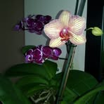 Adela Berrones - Facebook