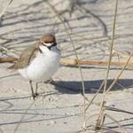 Adelaide Bird Sanctuary - @adelaide_bird_sanctuary - Instagram