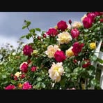 Adela Botello - Facebook